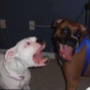 hungry hungry hippos