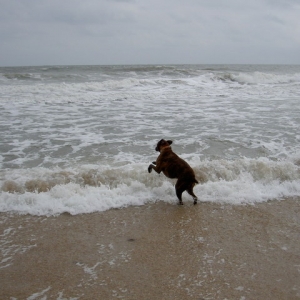 Basil @ the Beach