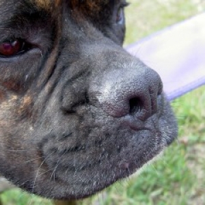 Thoughtful Dog