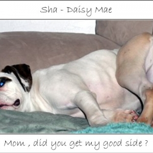 Sha - Daisy Mae