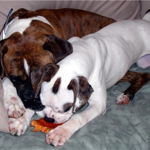 Bocephus and Sha - Daisy Mae