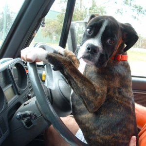 Erics first driving lesson perhaps?