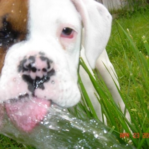 favpuppypic