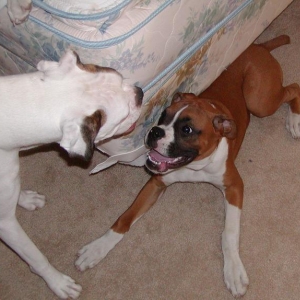 This is our new male and Payton