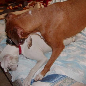 Roxy trying to play with the new pup