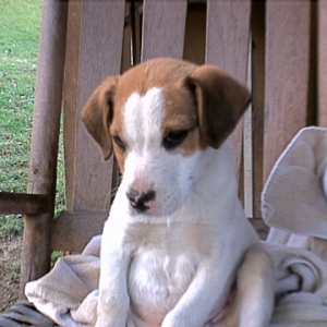 This is Sarge