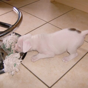 new pup