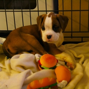 Ruby Settling into her crate