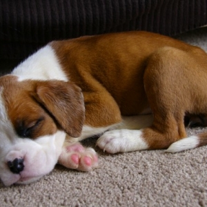 Our New babe Ruby