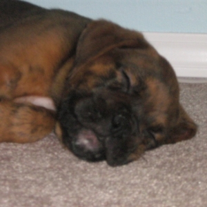 dublin at 9 weeks