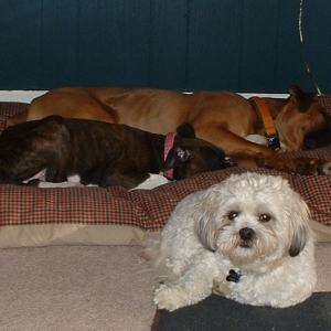 2 boxers and the guard dog