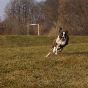 Action shot