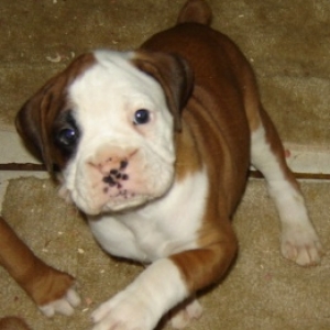 Millie At Six Weeks