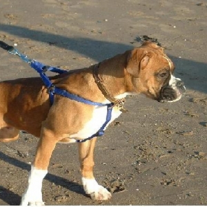 Another pic of Rusty at the beach.
