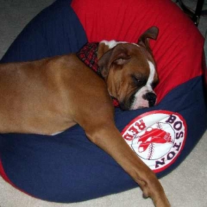 eats and sleeps red sox