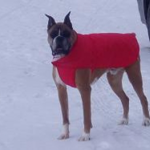 Harley and his winter coat