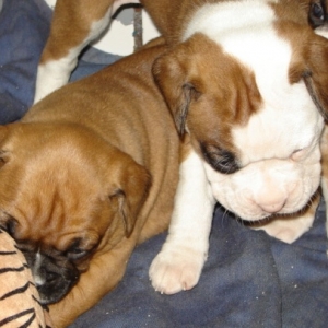 Millie With Littermate