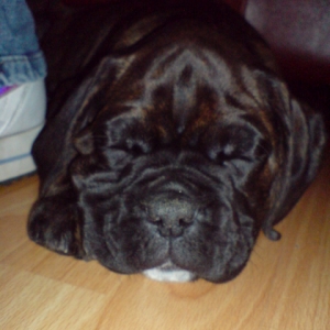 Sampson 8 weeks old