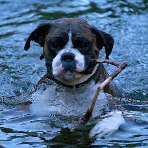 Stick obsession continues