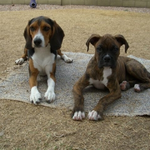 Bentley and Karma