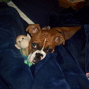 Cuddly Monkey