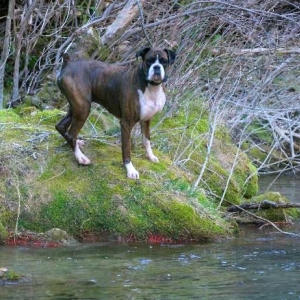 Henri