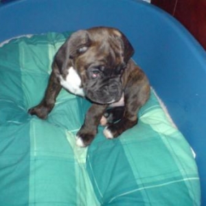 Sampson in his new bed