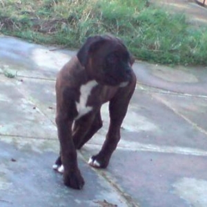 Sampson out playing