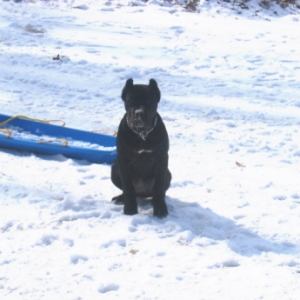 Phoebe in the Snow