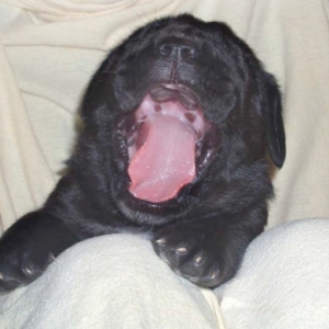 Phoebe at two weeks