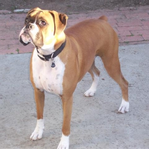 Samantha - 20 Month's Old