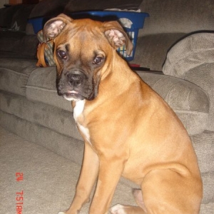 Orion sittin by the couch