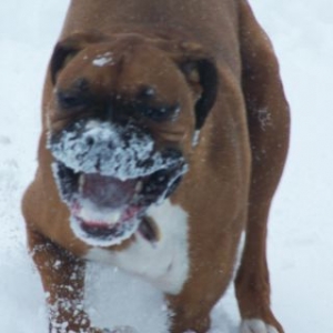 Zeus