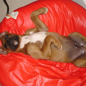 Elvis @ 15 weeks