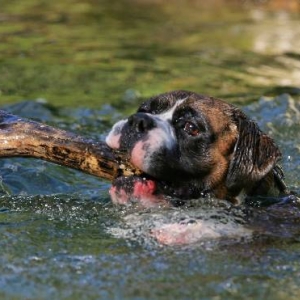 fetching