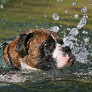 swimming