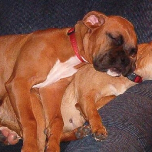 Double Decker Doggies (clean)