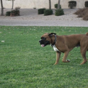 happy_dog