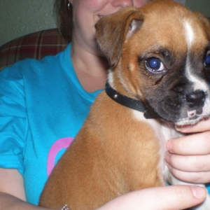 Our new puppy