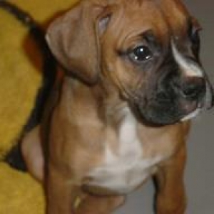 Mangus at 8 weeks
