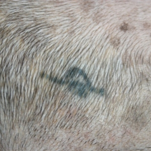 Snubby's Tattoo