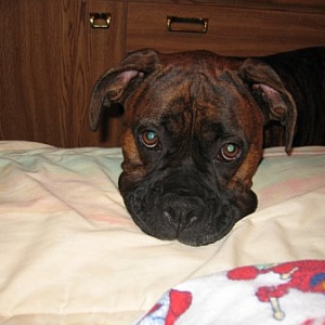 bruno3