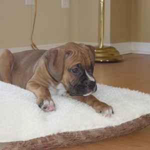 Mangus_First_Day_Home_013