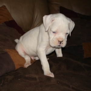atticus 6 weeks