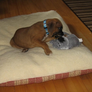 Hank on his doggy Bed