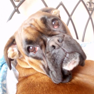 Rubes