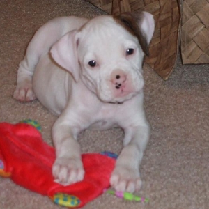 Daisy