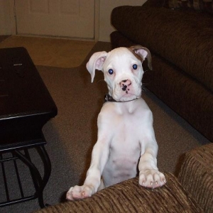 Daisy-13 wks