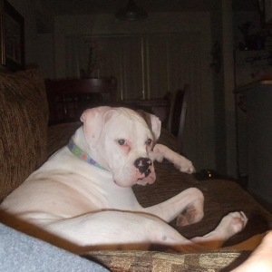 Daisy