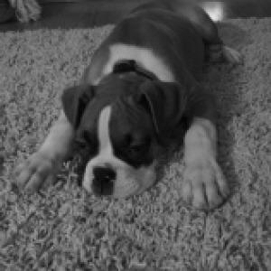 Life is hard being a boxer puppy